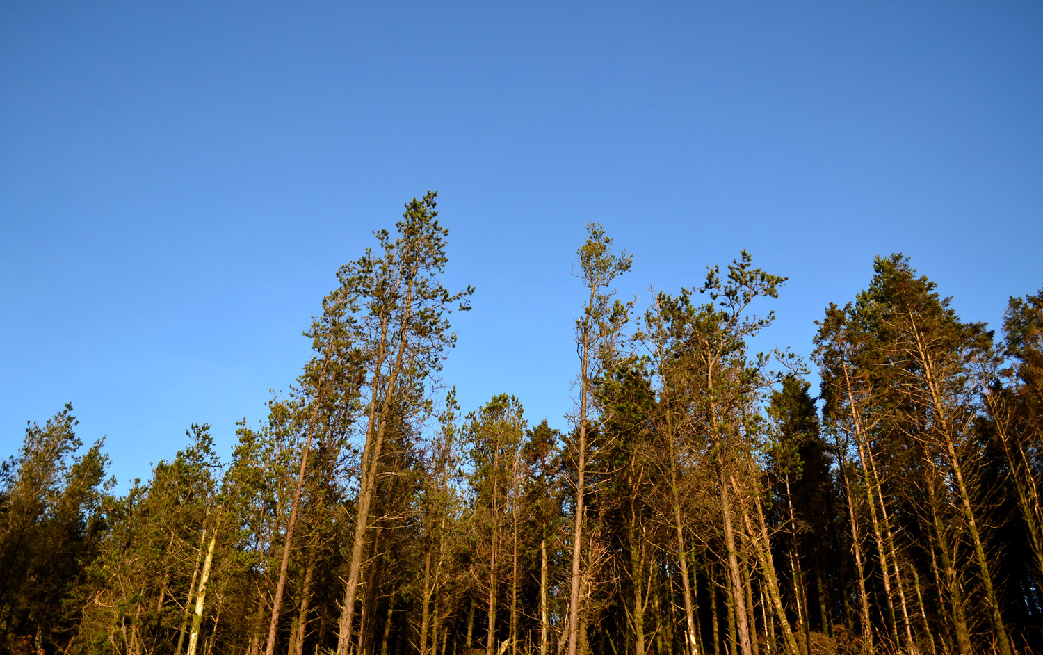 Annual Report 2020 by loughsagency - Issuu, image size:1500x942